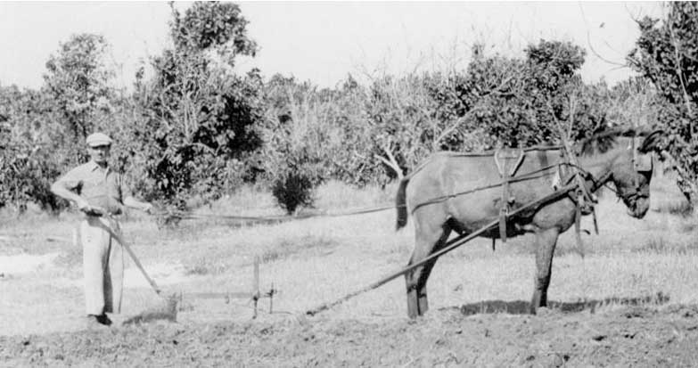 סוס ועגלה עם תושב בשדות