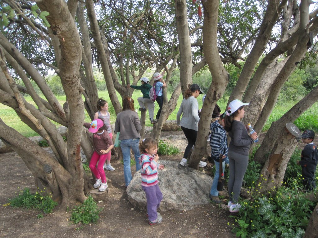 ילדים מטפסים על עץ