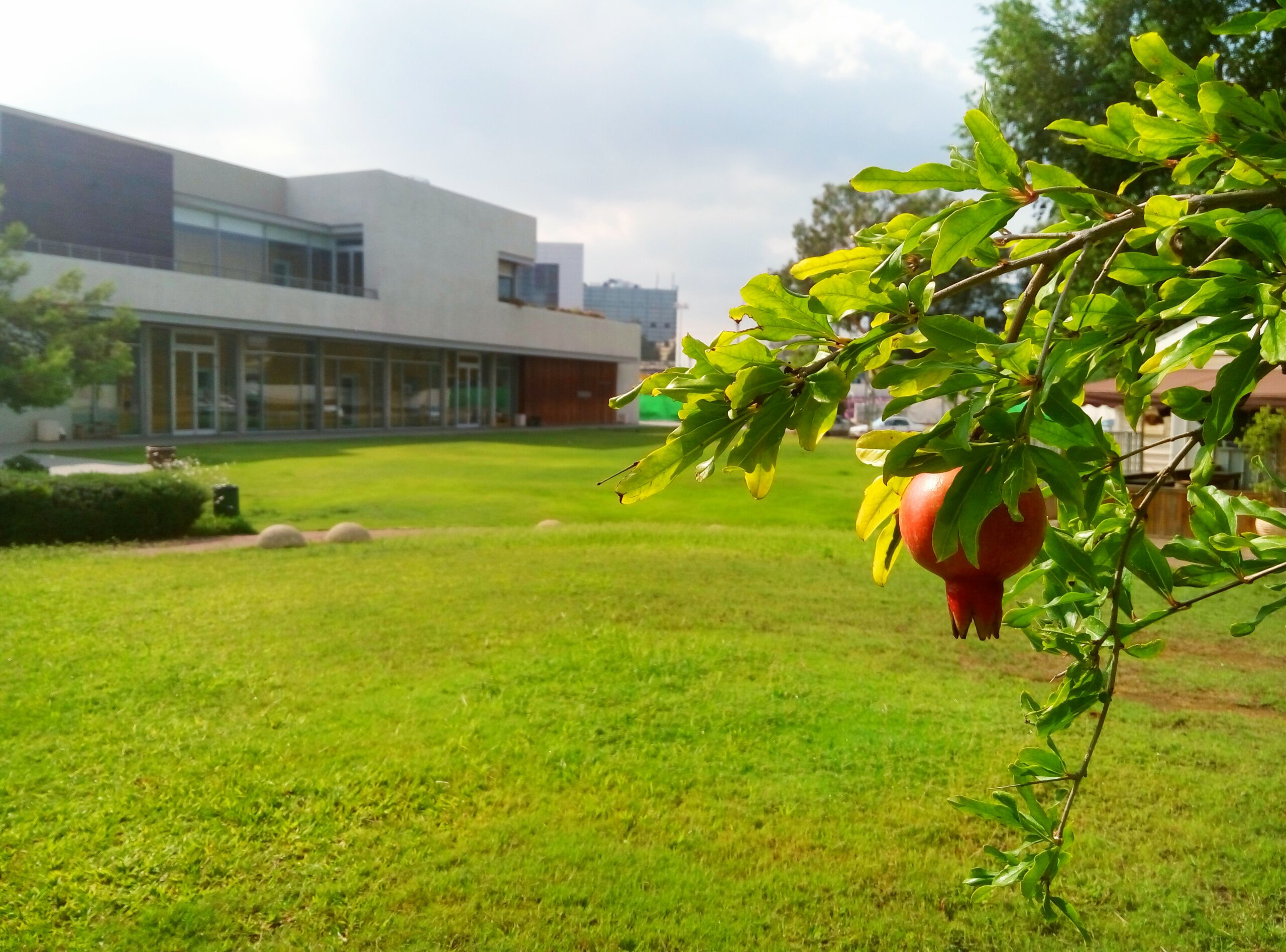 רימון שרים ירקון