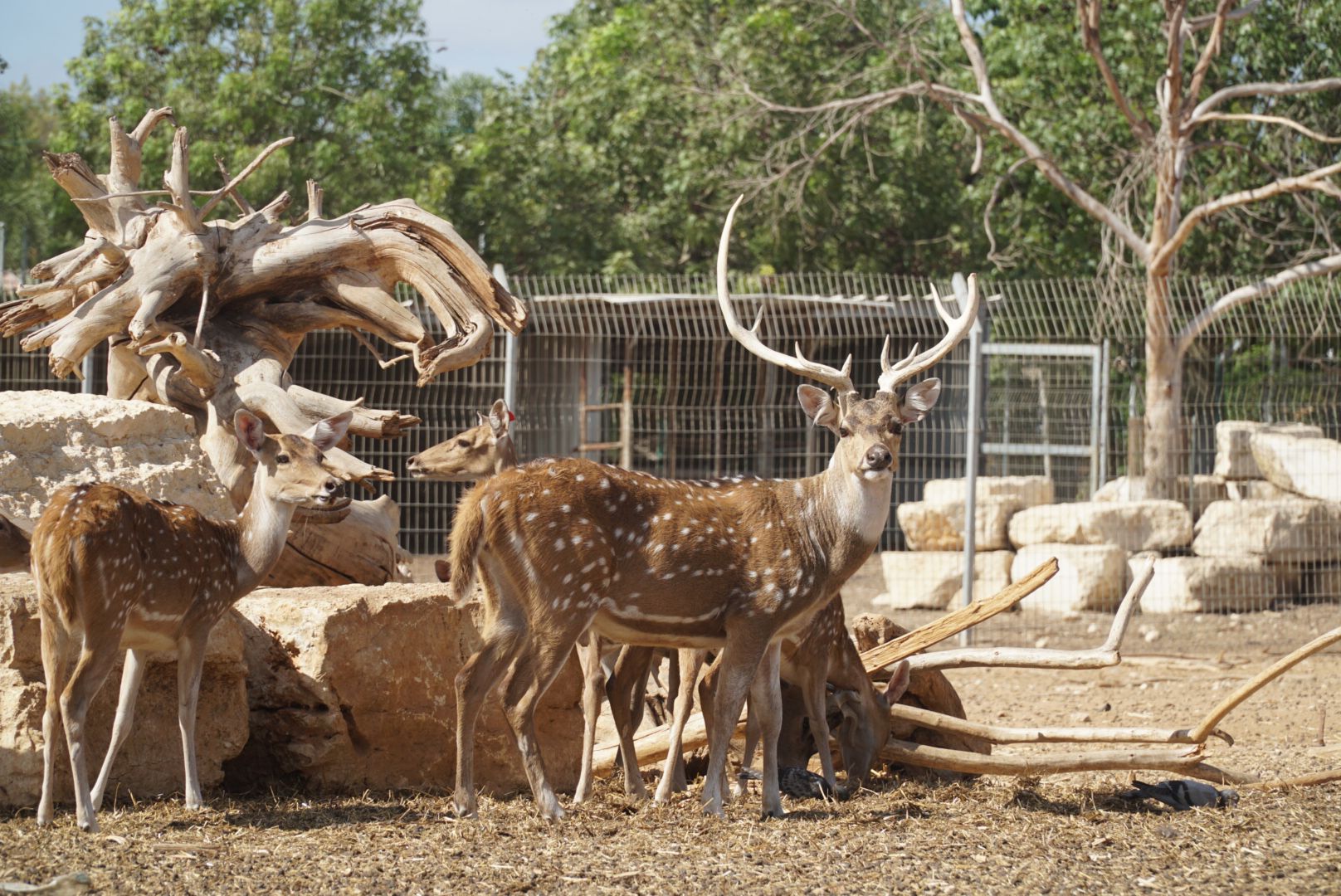 סיור במרכז ההצלה וההשבה של חיות הבר בכפר הירוק